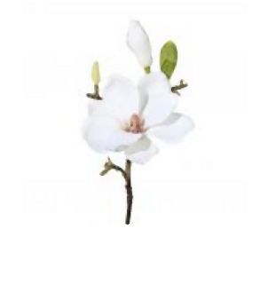 Magnolie in Weiß - 37 (H in cm)