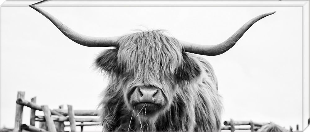 Highland Cow - 120x50cm
