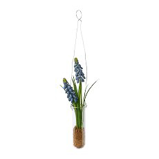 Muscari in Hängevase in Blau - 35 (H in cm)