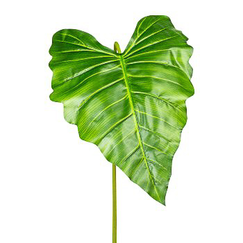 Callablatt in Grün - 36x50 (BxH in cm)