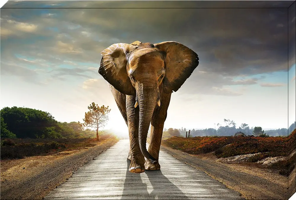 Canvas-Large - Elefant - 80x120x3